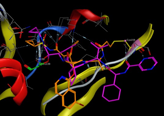 hcv