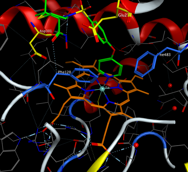 2D6activesite