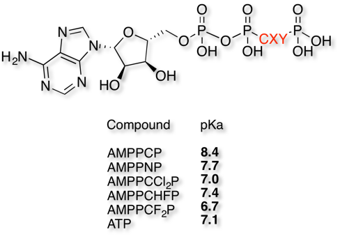 ATP_bioisosteres