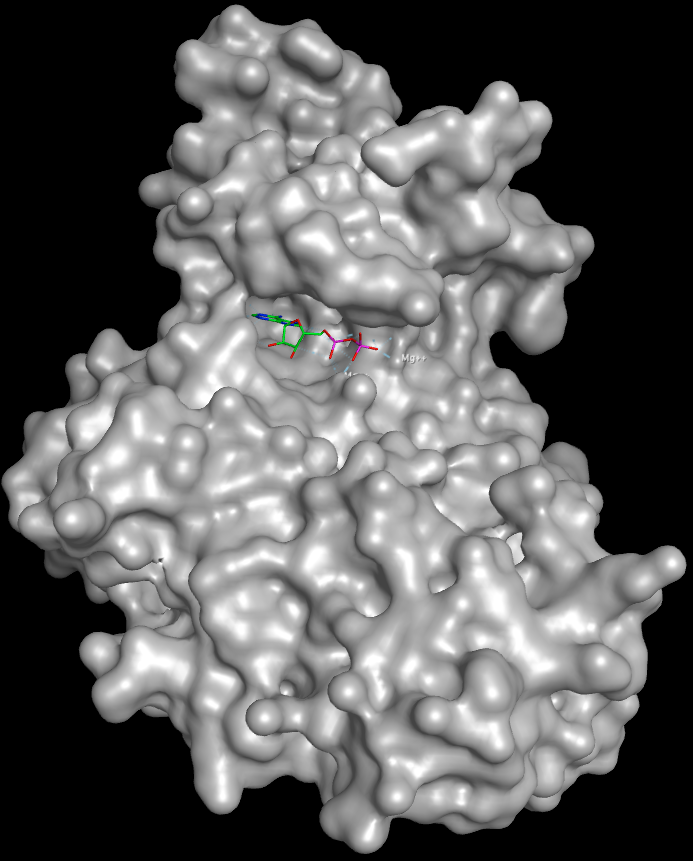 kinase