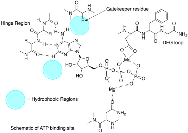 schematicATPbinding