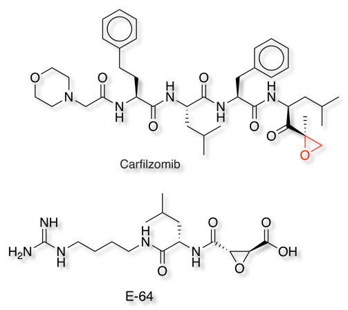 Carfilzomib