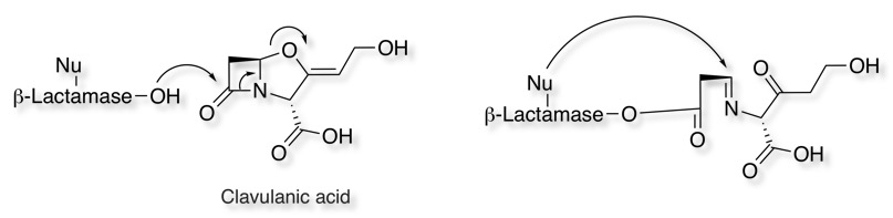 clavulanic