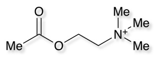 acetylcholine